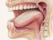 Cross-section of the mouth showing the top surface of the tongue covered by a pale bacterial coating among the papillae, with healthy ivory teeth and pink gums nearby, highlighting the tongue as the main source of bad breath.